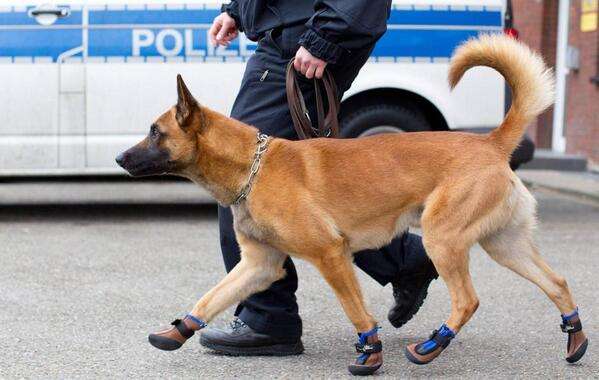 色んな警察犬、救助犬が見たい！