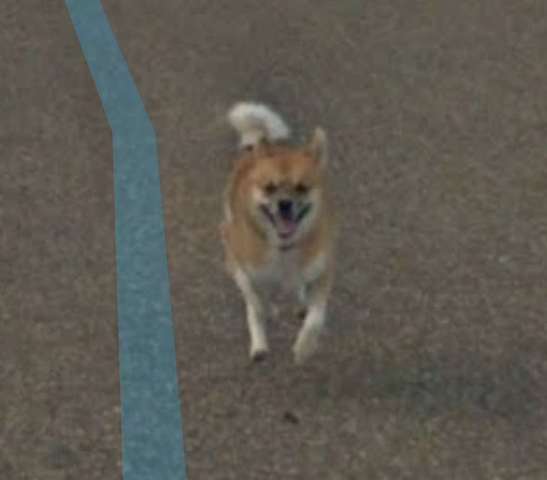 色んな警察犬、救助犬が見たい！
