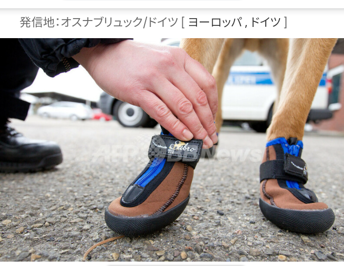 色んな警察犬、救助犬が見たい！