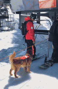色んな警察犬、救助犬が見たい！