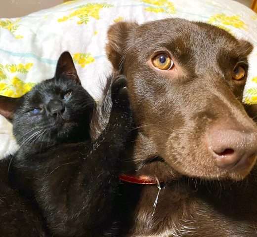 一人暮らしでペットを飼ってもいい？