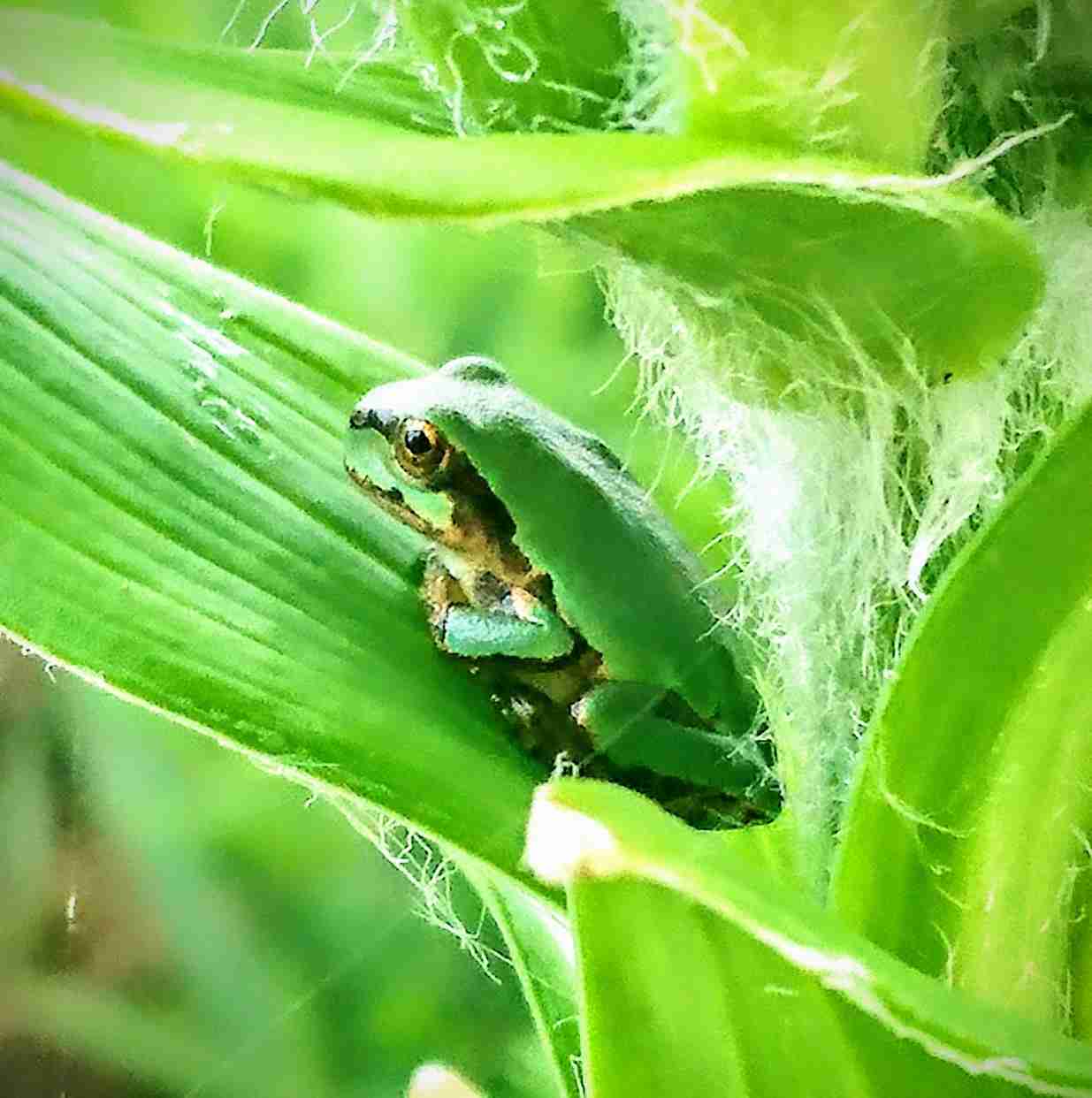 珍しい黄色いカエル見つけたら小さなラッキーに遭遇 福井県の男性「幸運のカエル」