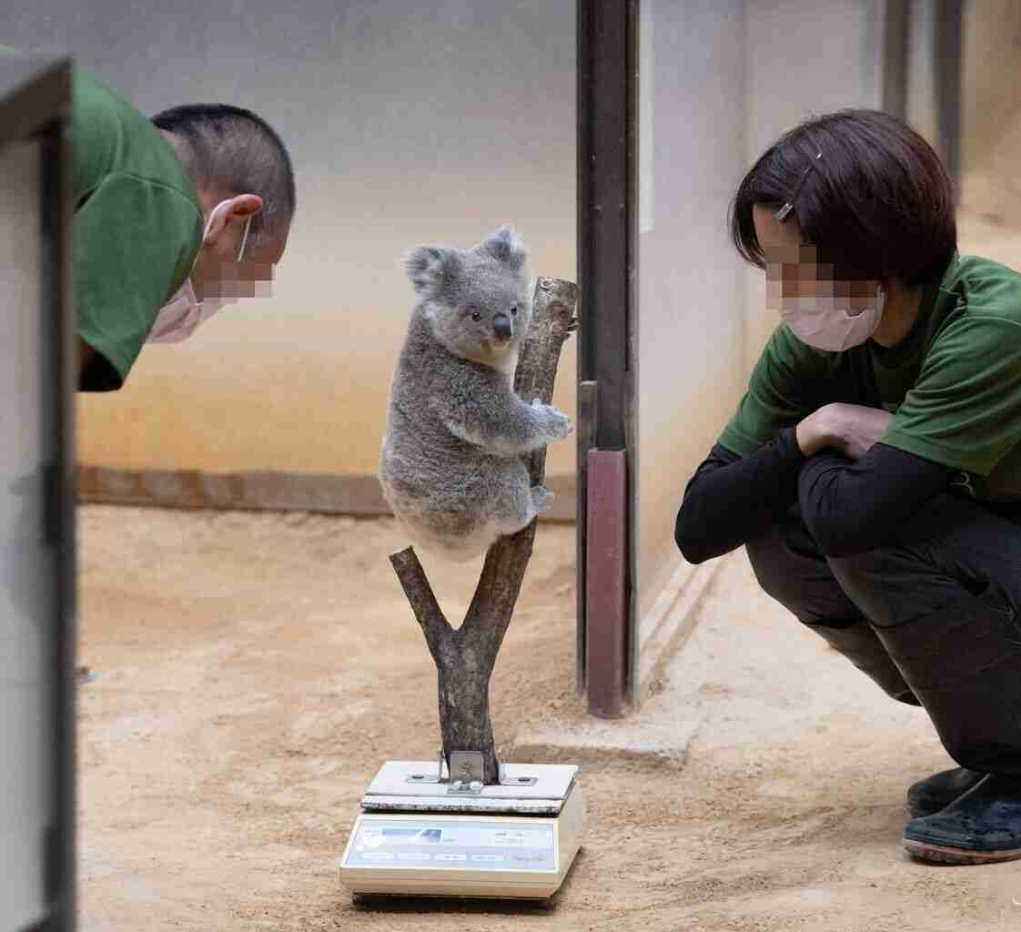 メスがこの顔の時は 近づくな コアラの生態紹介が話題 担当者 面白さだけが先走らないように ガールズちゃんねる Girls Channel