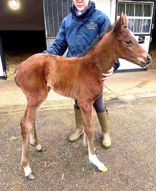 (競馬)明日の宝塚記念を予想しましょう!