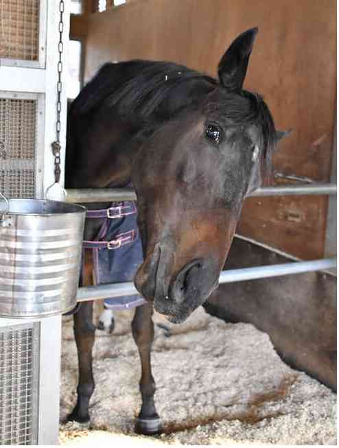 (競馬)明日の宝塚記念を予想しましょう!