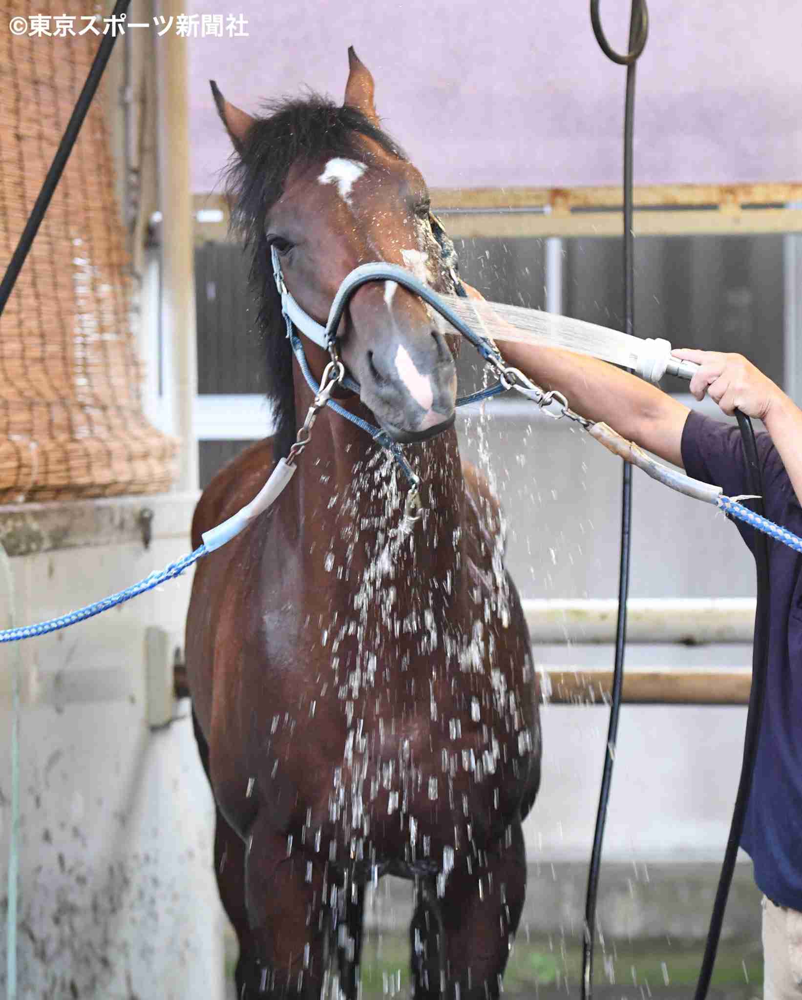 (競馬)明日の宝塚記念を予想しましょう!