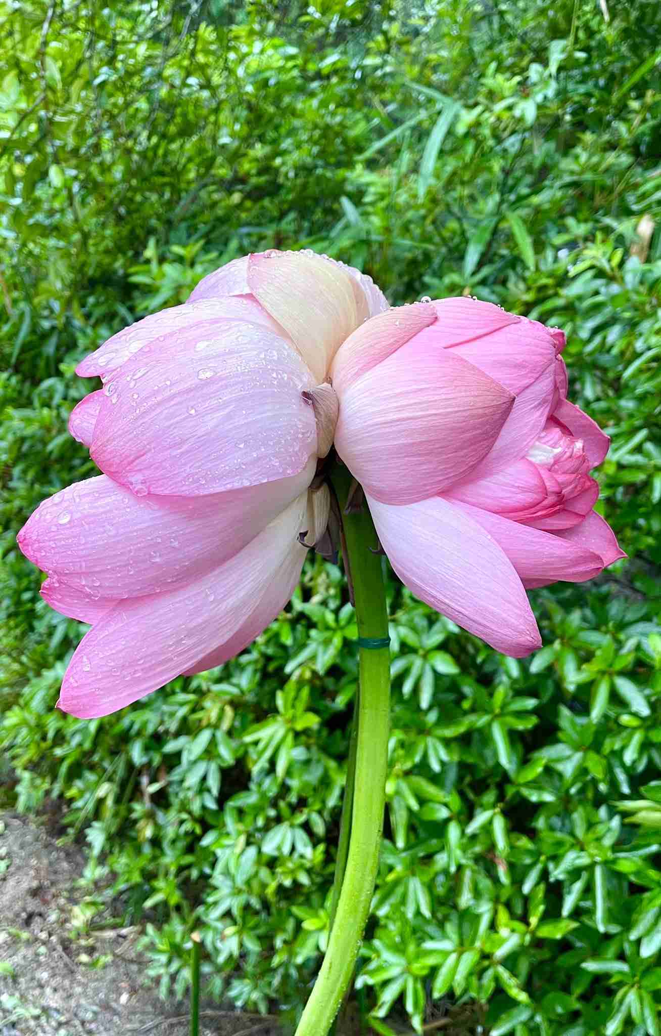日本書紀にも書かれた「吉兆」現る 大船の植物園で超絶珍しい「双頭蓮」が開花