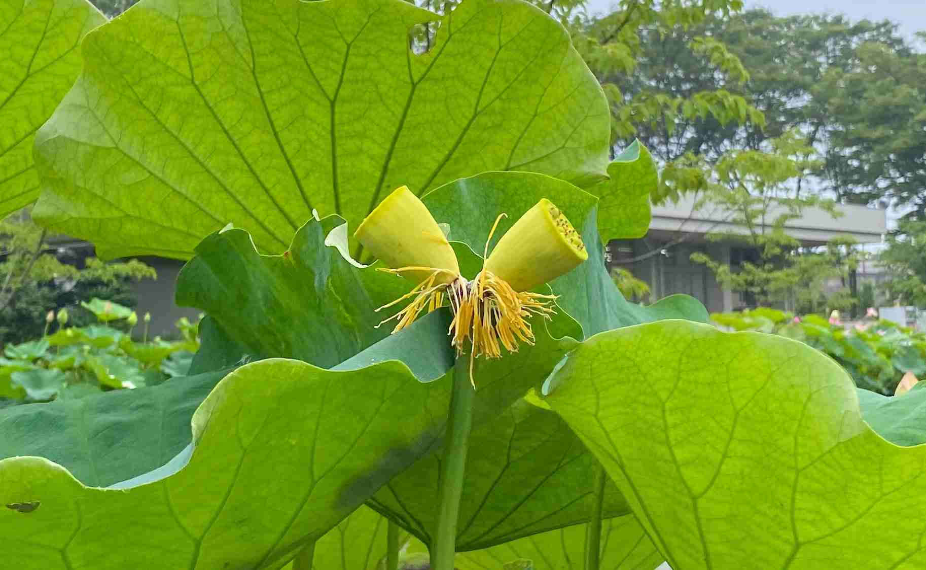 日本書紀にも書かれた「吉兆」現る 大船の植物園で超絶珍しい「双頭蓮」が開花