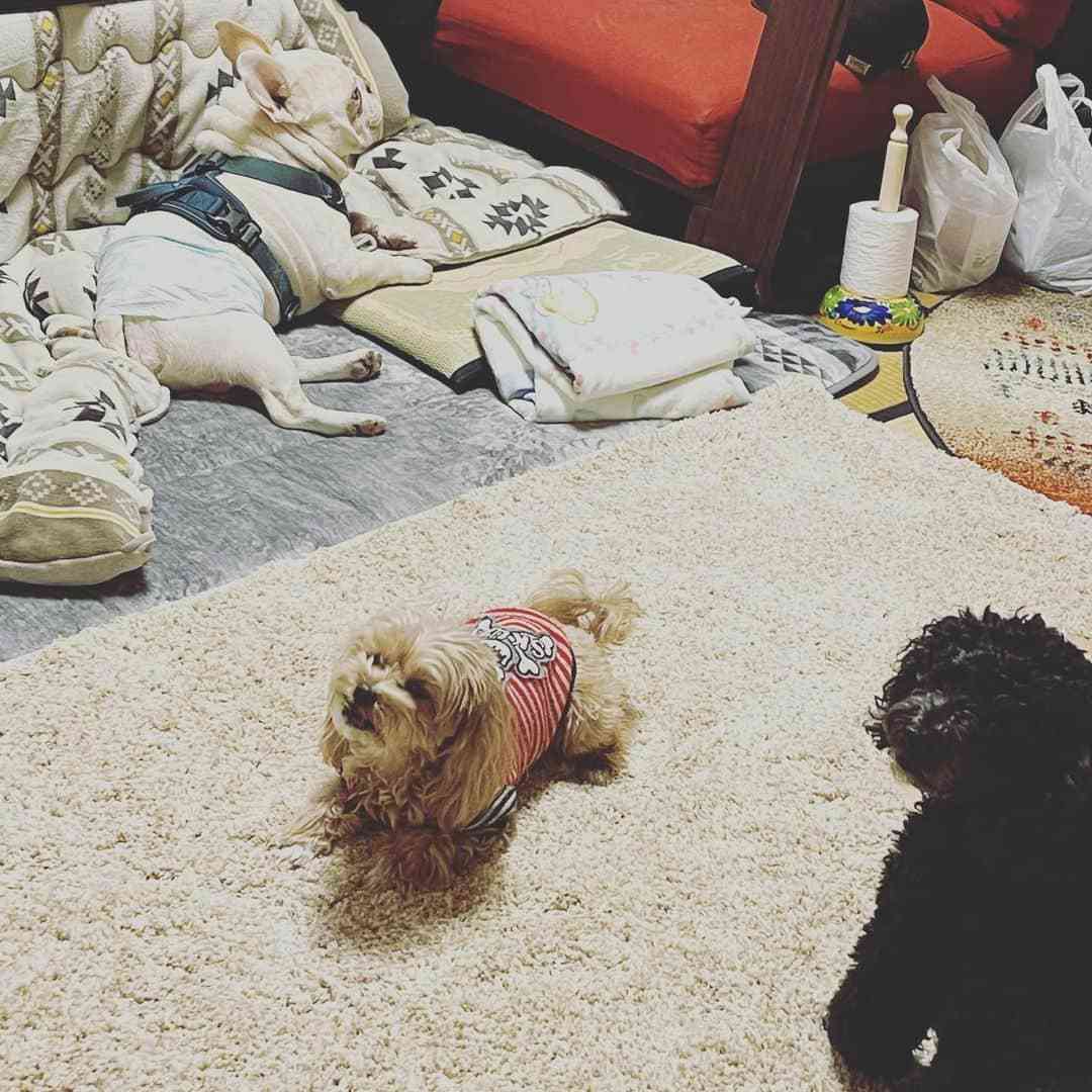 さんま爆笑　証人務めた丸山＆本並夫妻のクセが強い「ケンカ→仲直り」の儀式