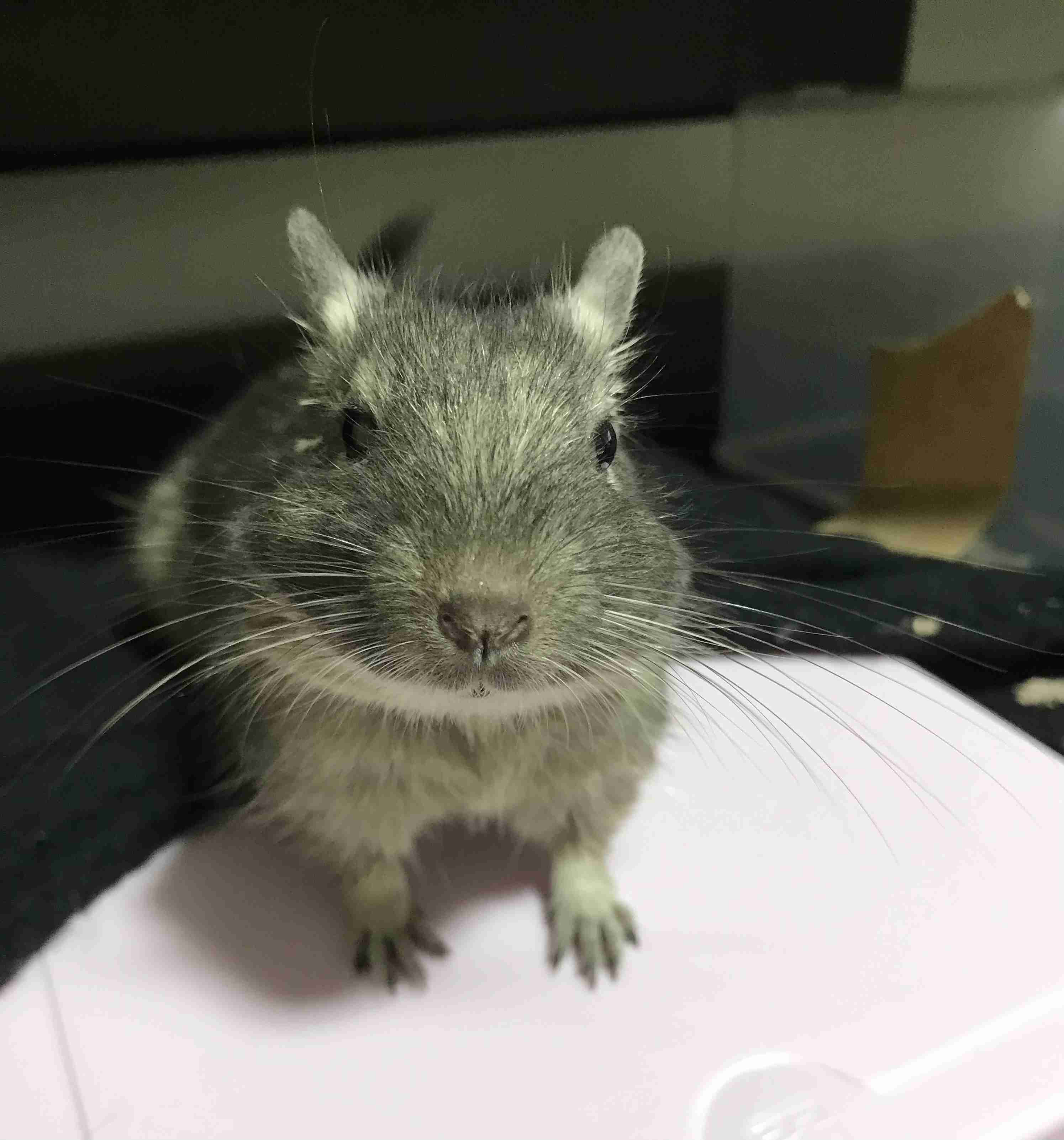 飼い主の半数以上が「自分と愛犬は似ている」と回答　「朝起きるタイミングや、トイレのタイミングまで一緒」という声も