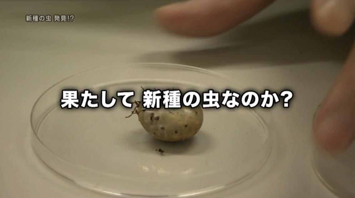 日本紅斑熱、過去最多　20年、マダニ媒介の感染症　野外活動に注意を・厚労省