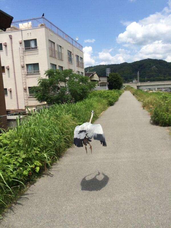 「影まで可愛い」元気あふれまくりの柴犬が話題に! - 「すごい躍動感!」「影がちゃんと柴犬」