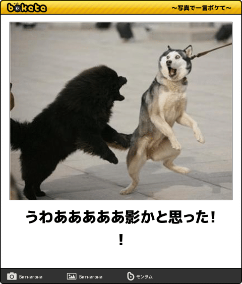 「影まで可愛い」元気あふれまくりの柴犬が話題に! - 「すごい躍動感!」「影がちゃんと柴犬」