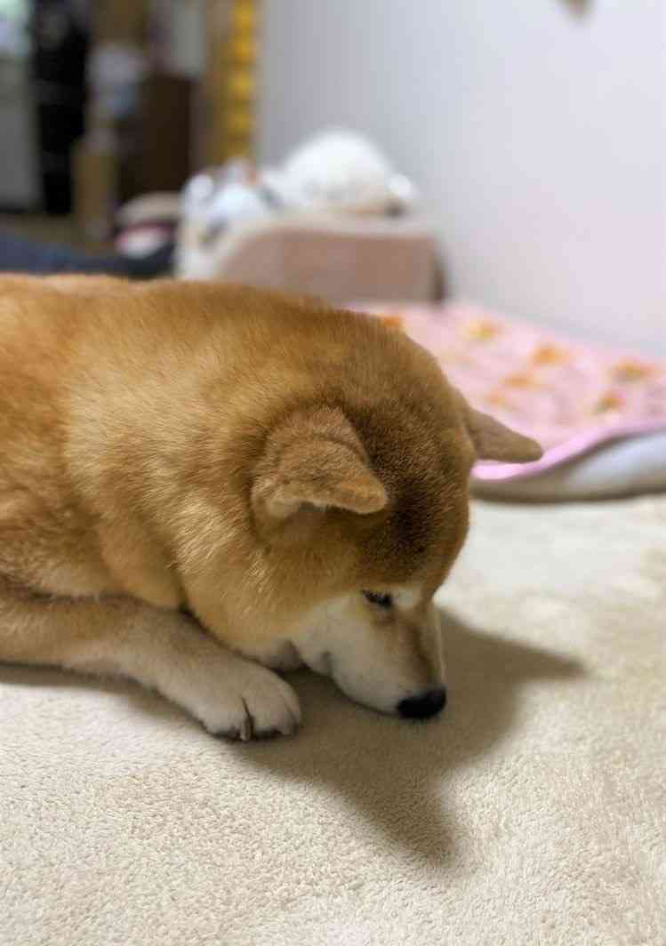 「影まで可愛い」元気あふれまくりの柴犬が話題に! - 「すごい躍動感!」「影がちゃんと柴犬」