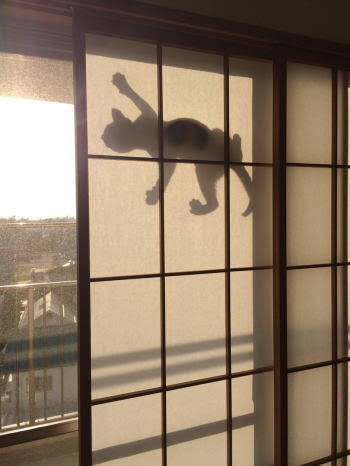 「影まで可愛い」元気あふれまくりの柴犬が話題に! - 「すごい躍動感!」「影がちゃんと柴犬」
