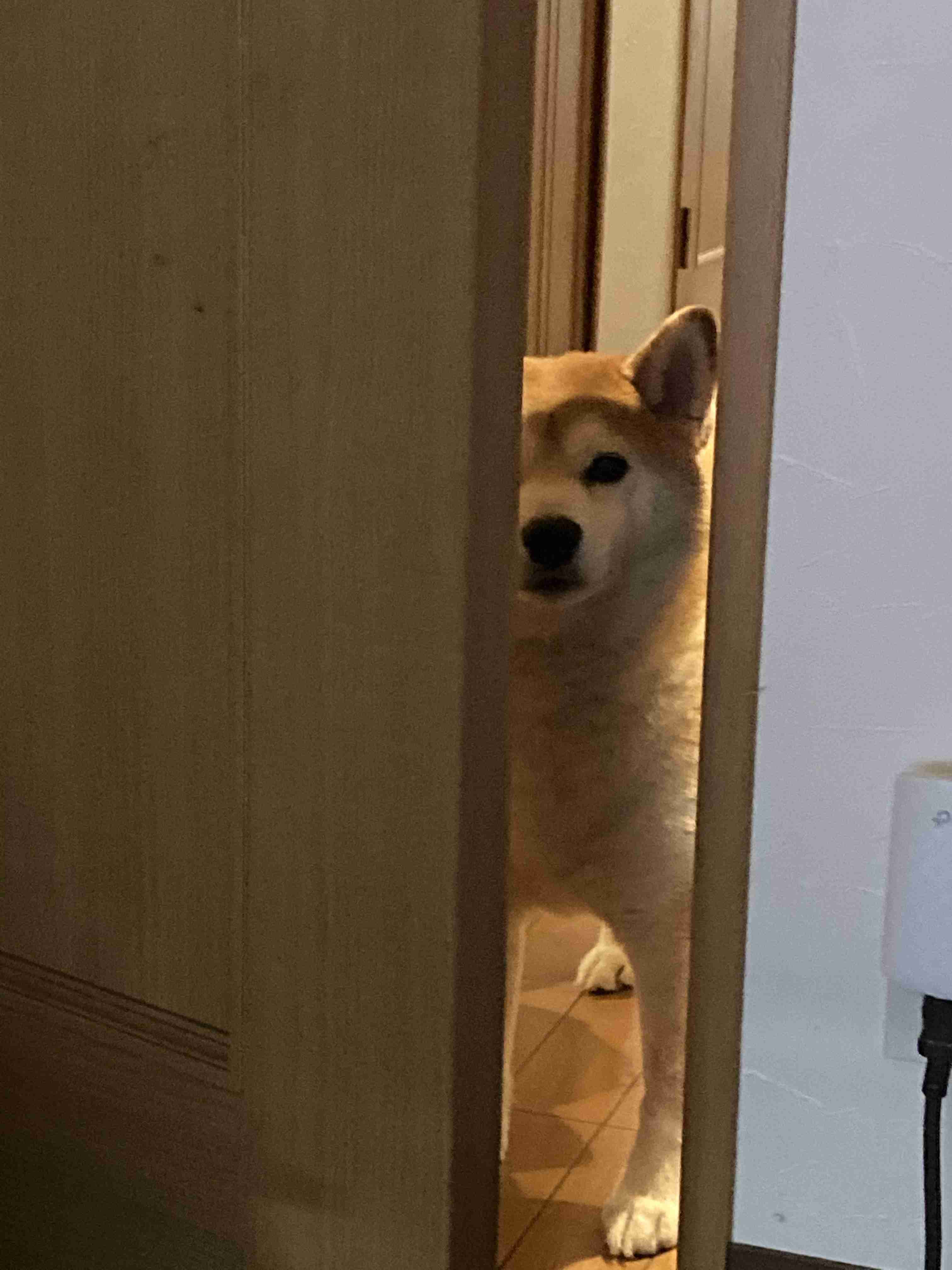 「影まで可愛い」元気あふれまくりの柴犬が話題に! - 「すごい躍動感!」「影がちゃんと柴犬」