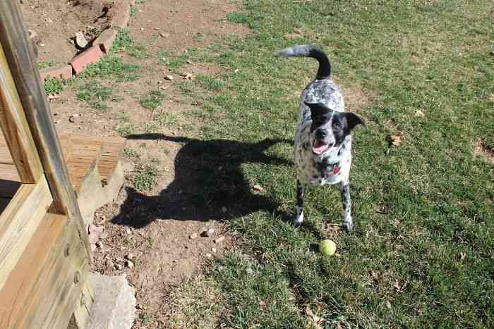 「影まで可愛い」元気あふれまくりの柴犬が話題に! - 「すごい躍動感!」「影がちゃんと柴犬」