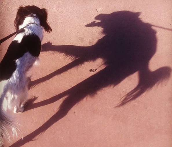 「影まで可愛い」元気あふれまくりの柴犬が話題に! - 「すごい躍動感!」「影がちゃんと柴犬」