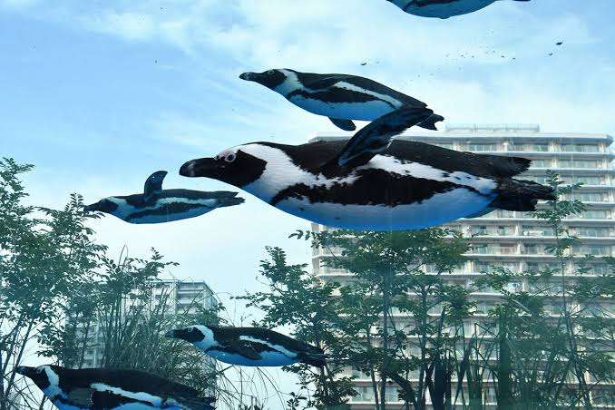 水族館の生き物を貼って癒されるトピ