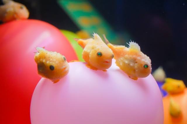 水族館の生き物を貼って癒されるトピ