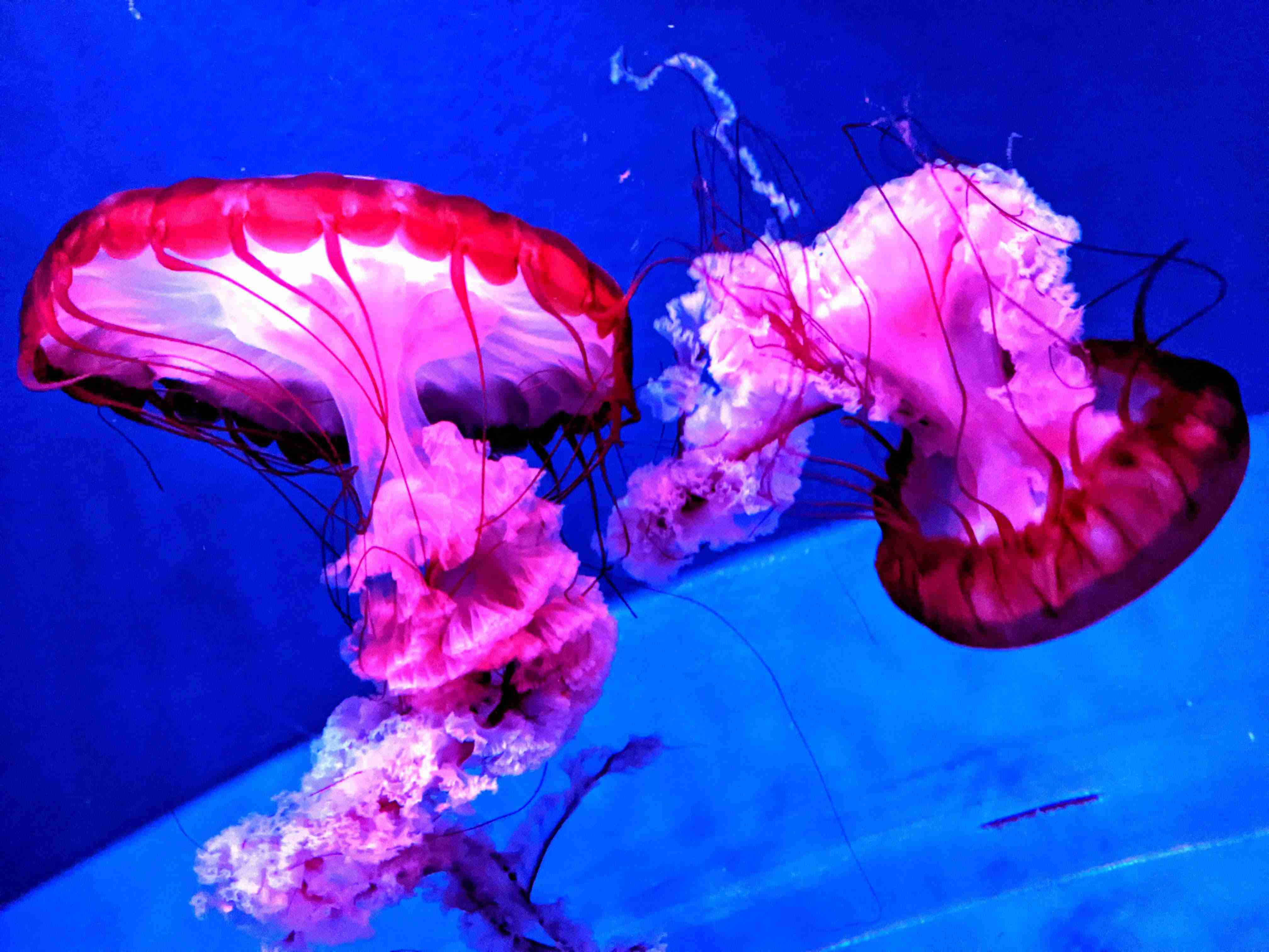 水族館の生き物を貼って癒されるトピ