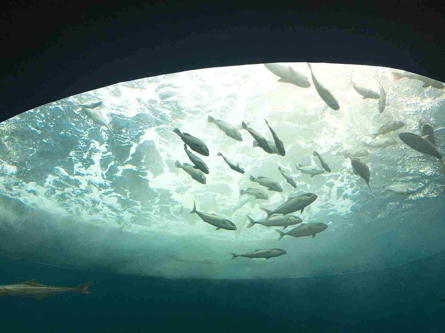 水族館の生き物を貼って癒されるトピ
