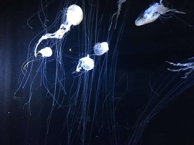 水族館の生き物を貼って癒されるトピ