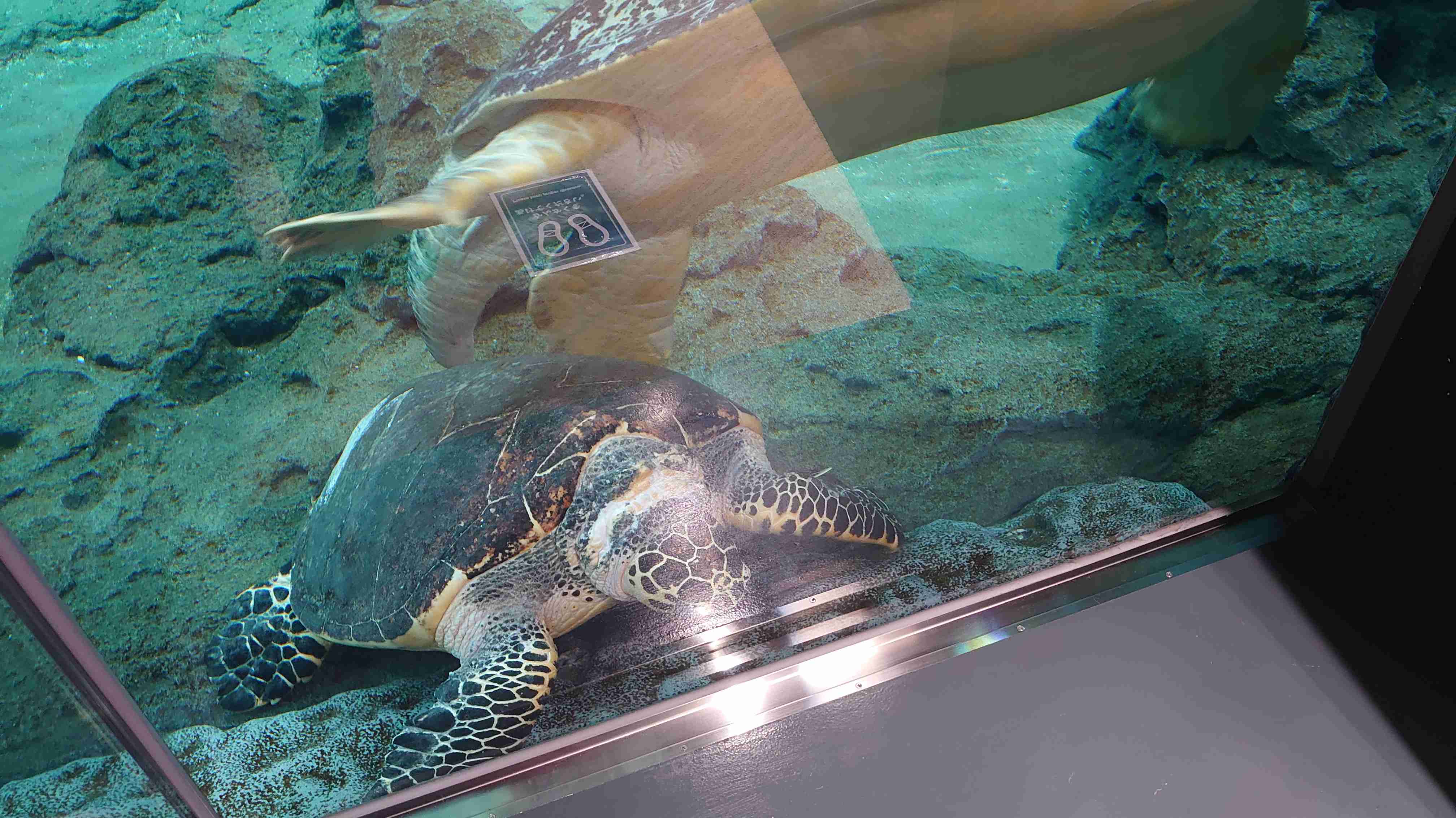 水族館の生き物を貼って癒されるトピ
