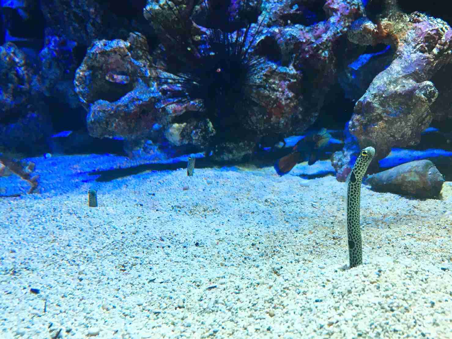 水族館の生き物を貼って癒されるトピ
