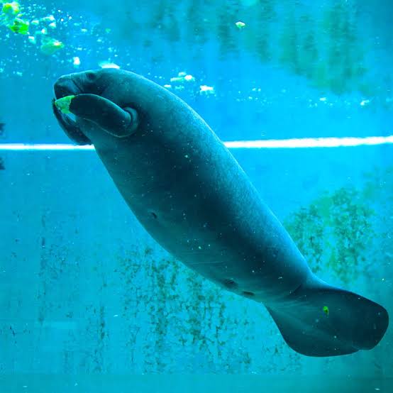 水族館の生き物を貼って癒されるトピ