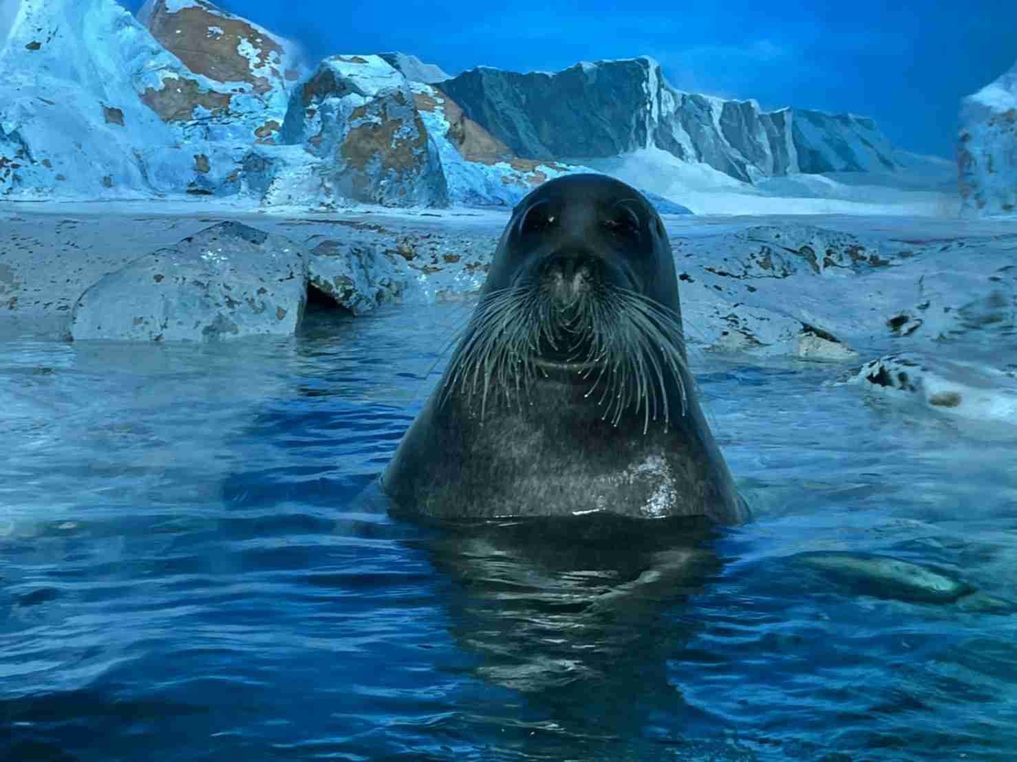 水族館の生き物を貼って癒されるトピ