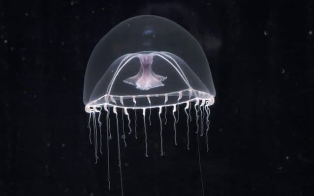 水族館の生き物を貼って癒されるトピ