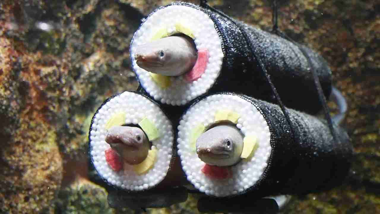 水族館の生き物を貼って癒されるトピ
