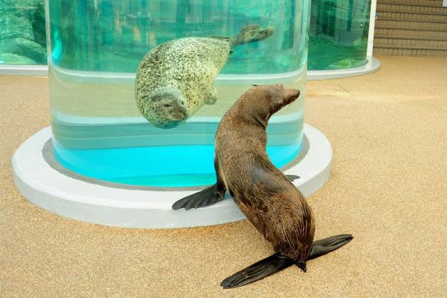 水族館の生き物を貼って癒されるトピ