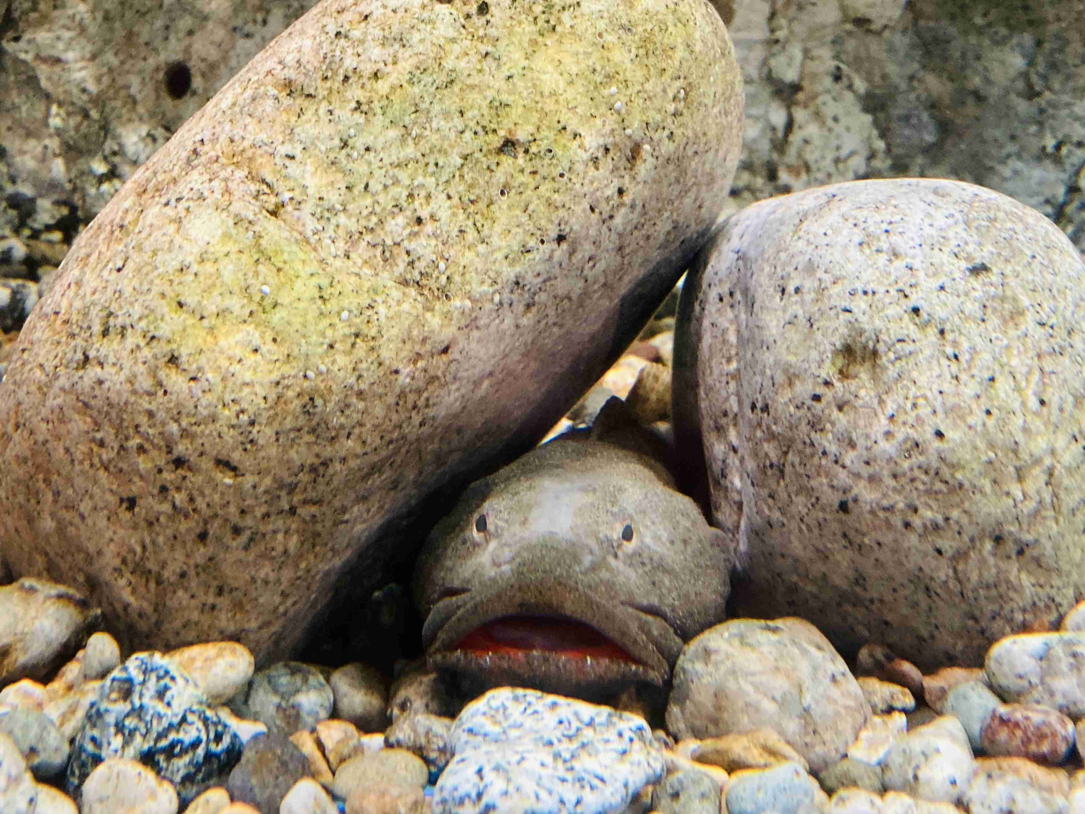 水族館の生き物を貼って癒されるトピ