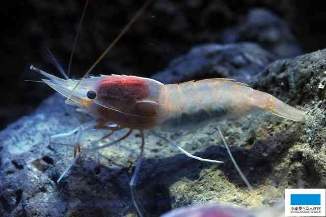 水族館の生き物を貼って癒されるトピ