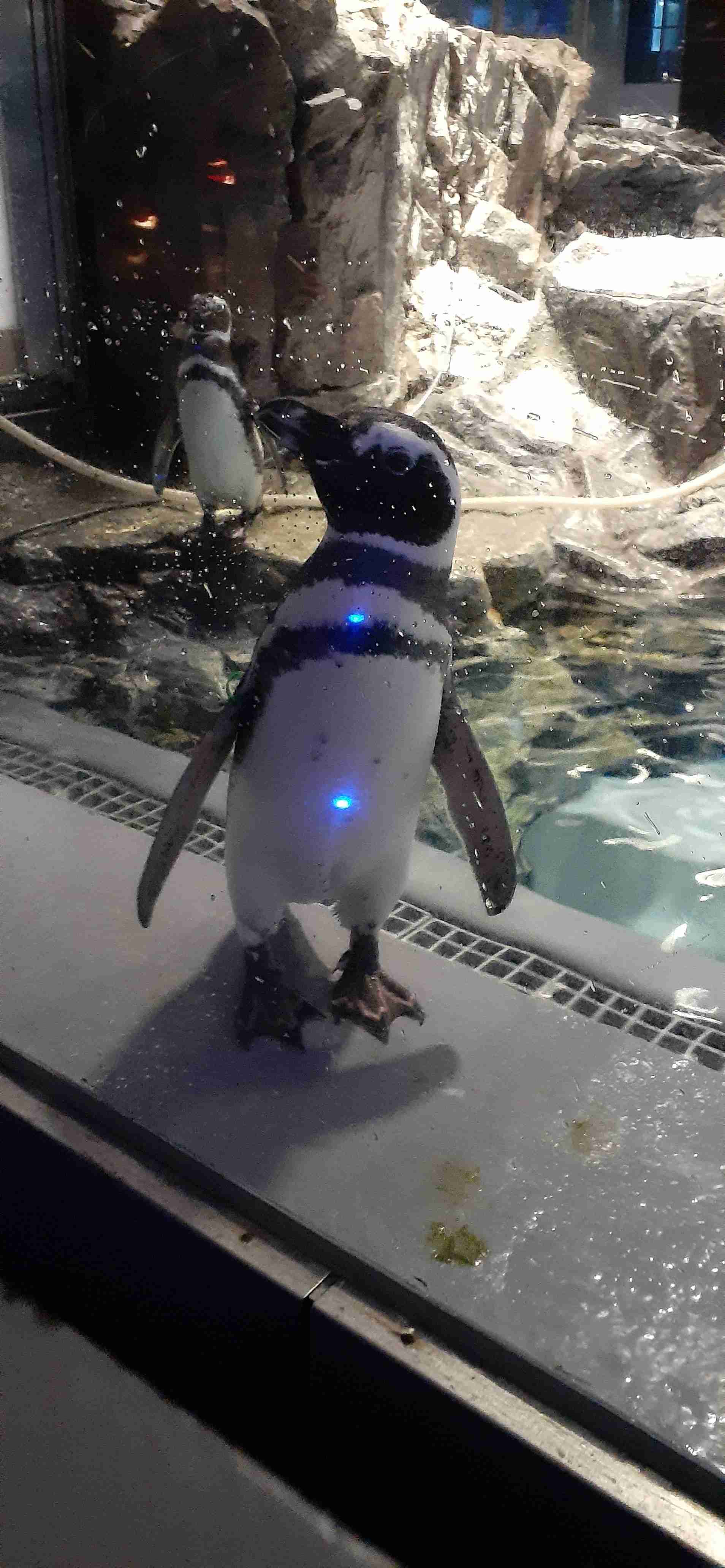 水族館の生き物を貼って癒されるトピ