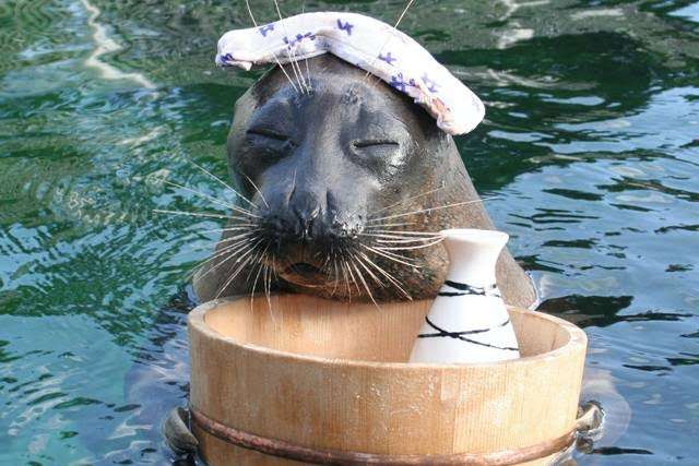 水族館の生き物を貼って癒されるトピ
