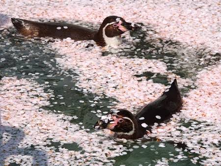 水族館の生き物を貼って癒されるトピ