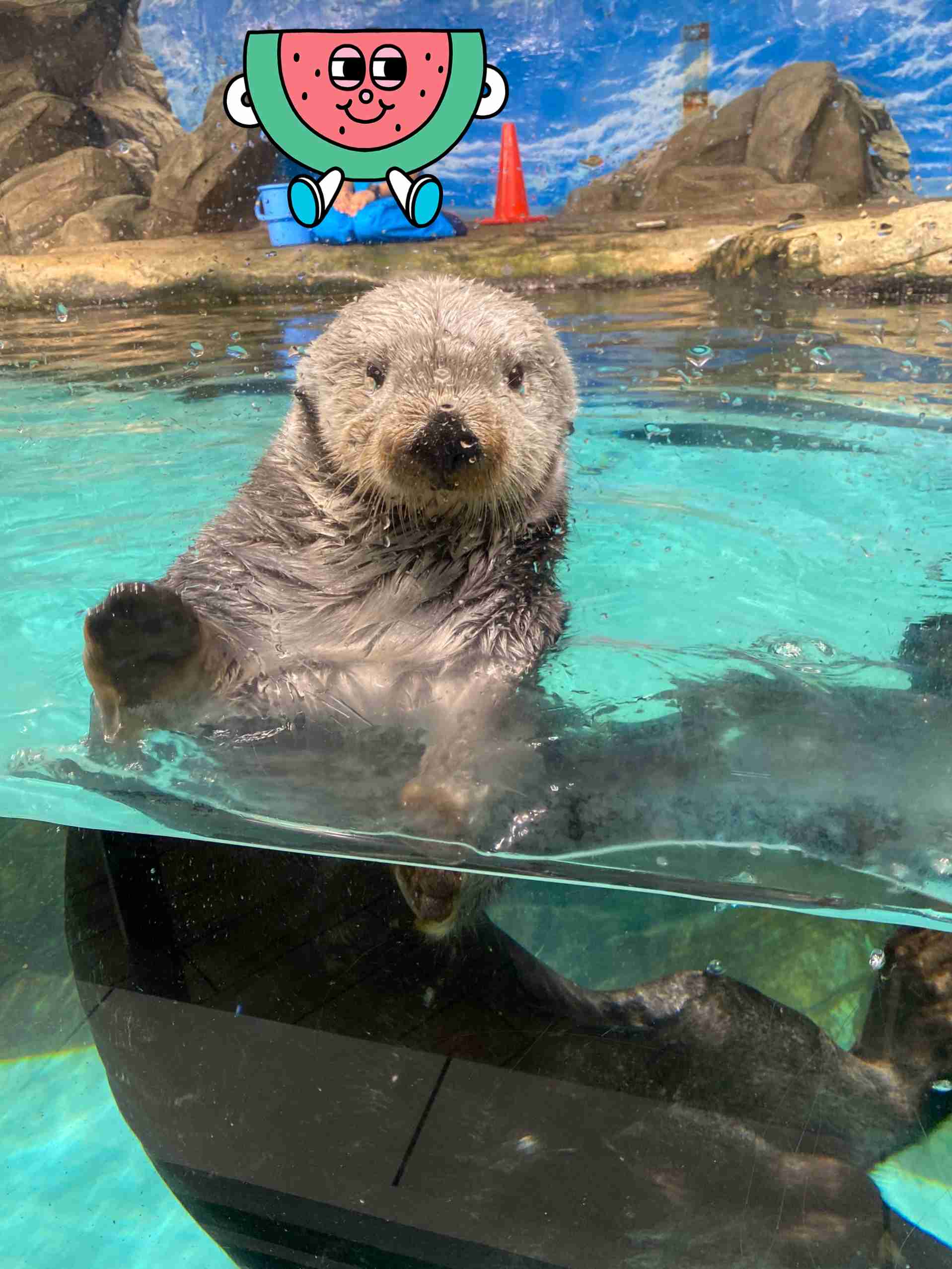 水族館の生き物を貼って癒されるトピ