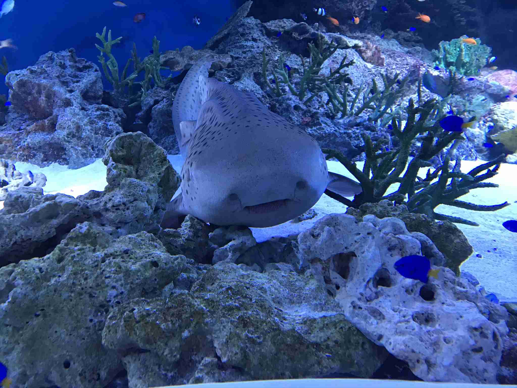 水族館の生き物を貼って癒されるトピ