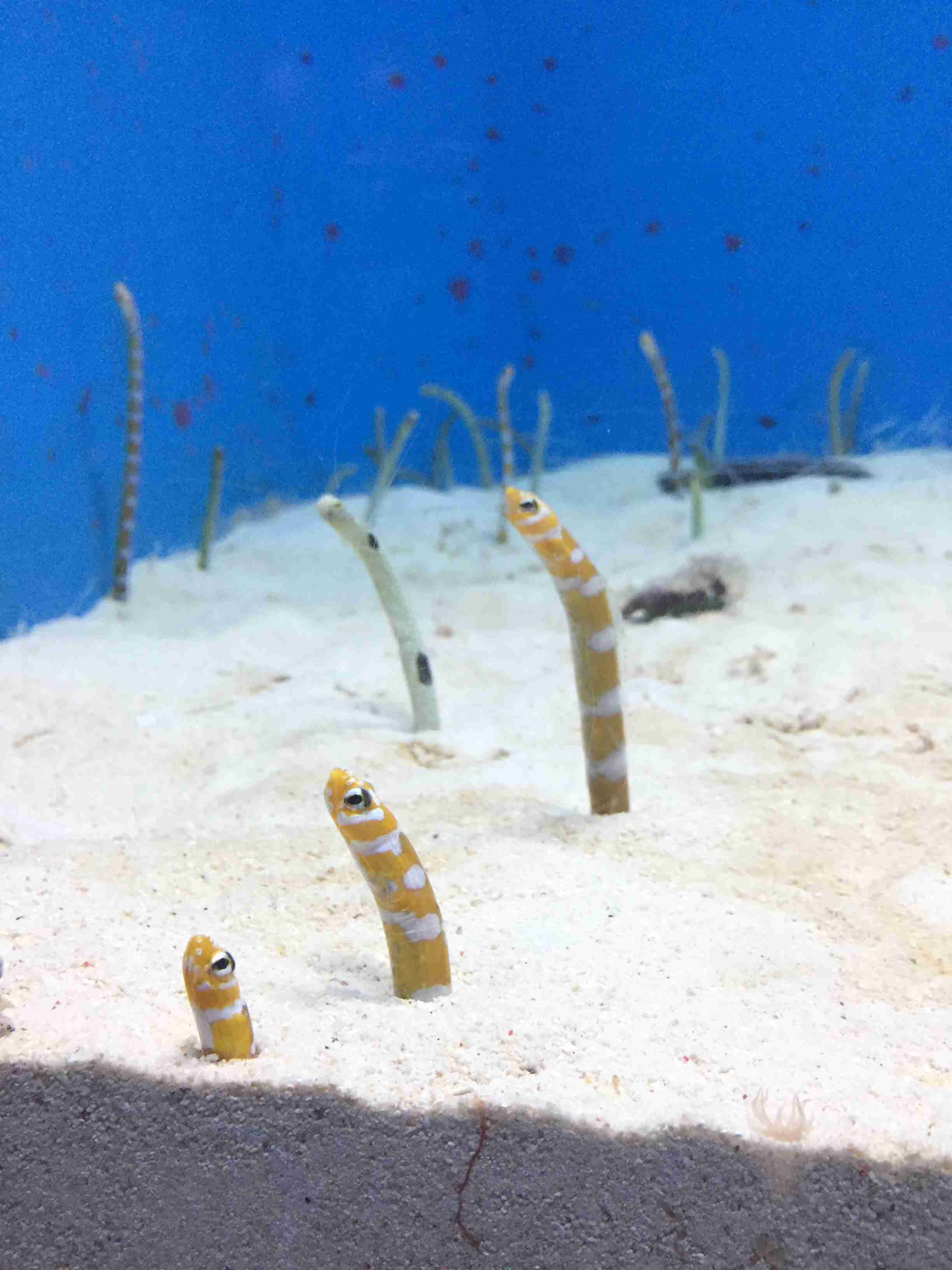 水族館の生き物を貼って癒されるトピ