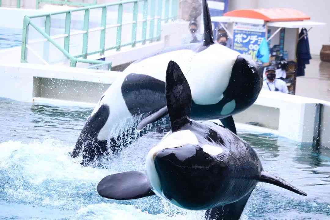 水族館の生き物を貼って癒されるトピ