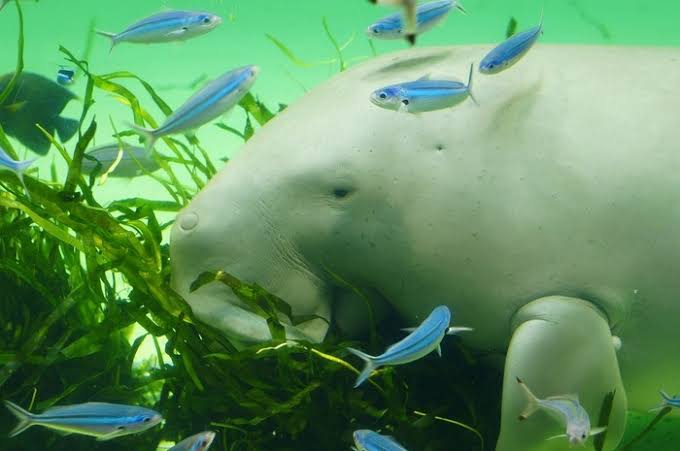 水族館の生き物を貼って癒されるトピ