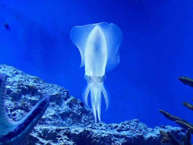 水族館の生き物を貼って癒されるトピ