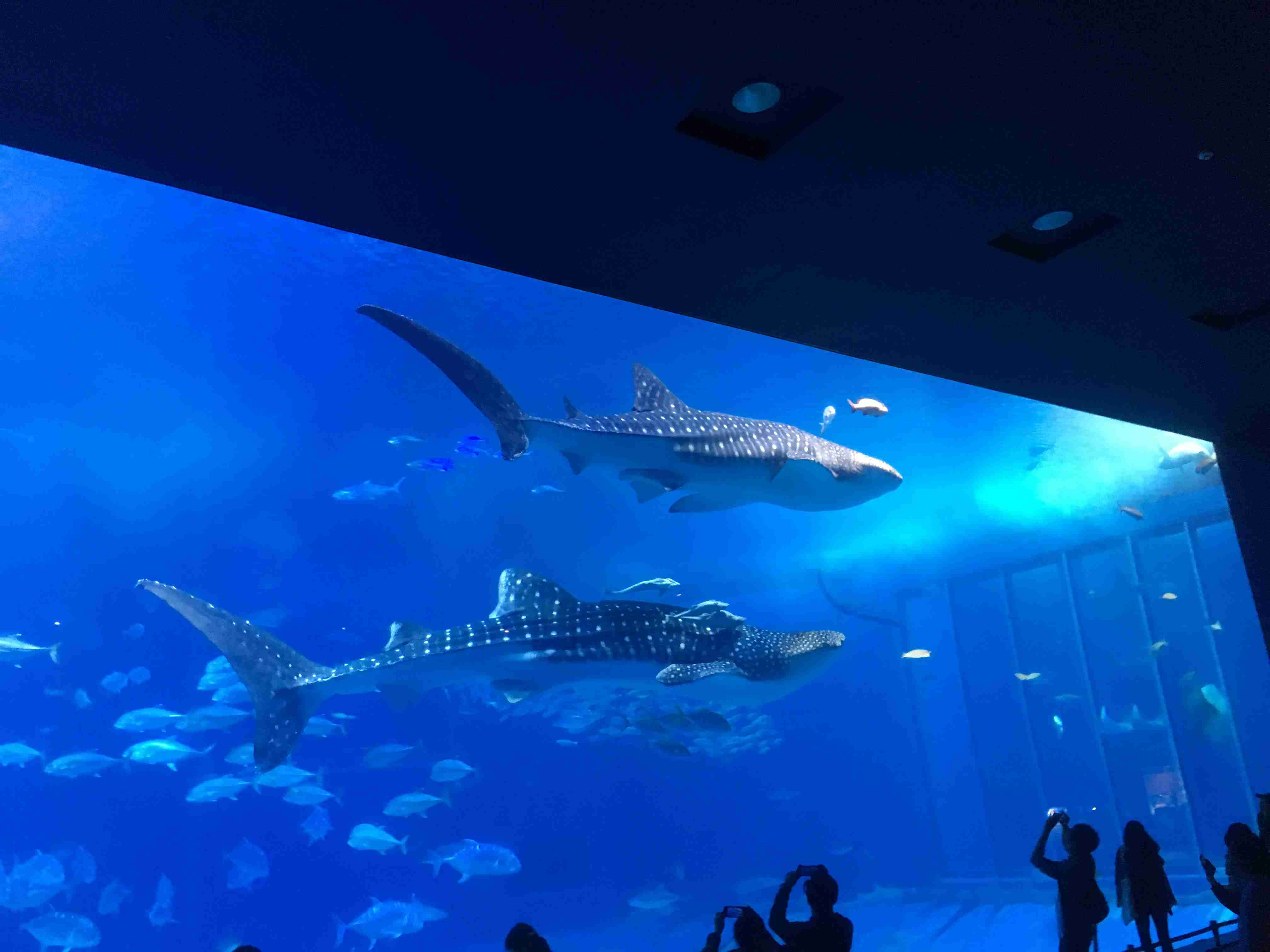 水族館の生き物を貼って癒されるトピ