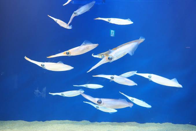 水族館の生き物を貼って癒されるトピ