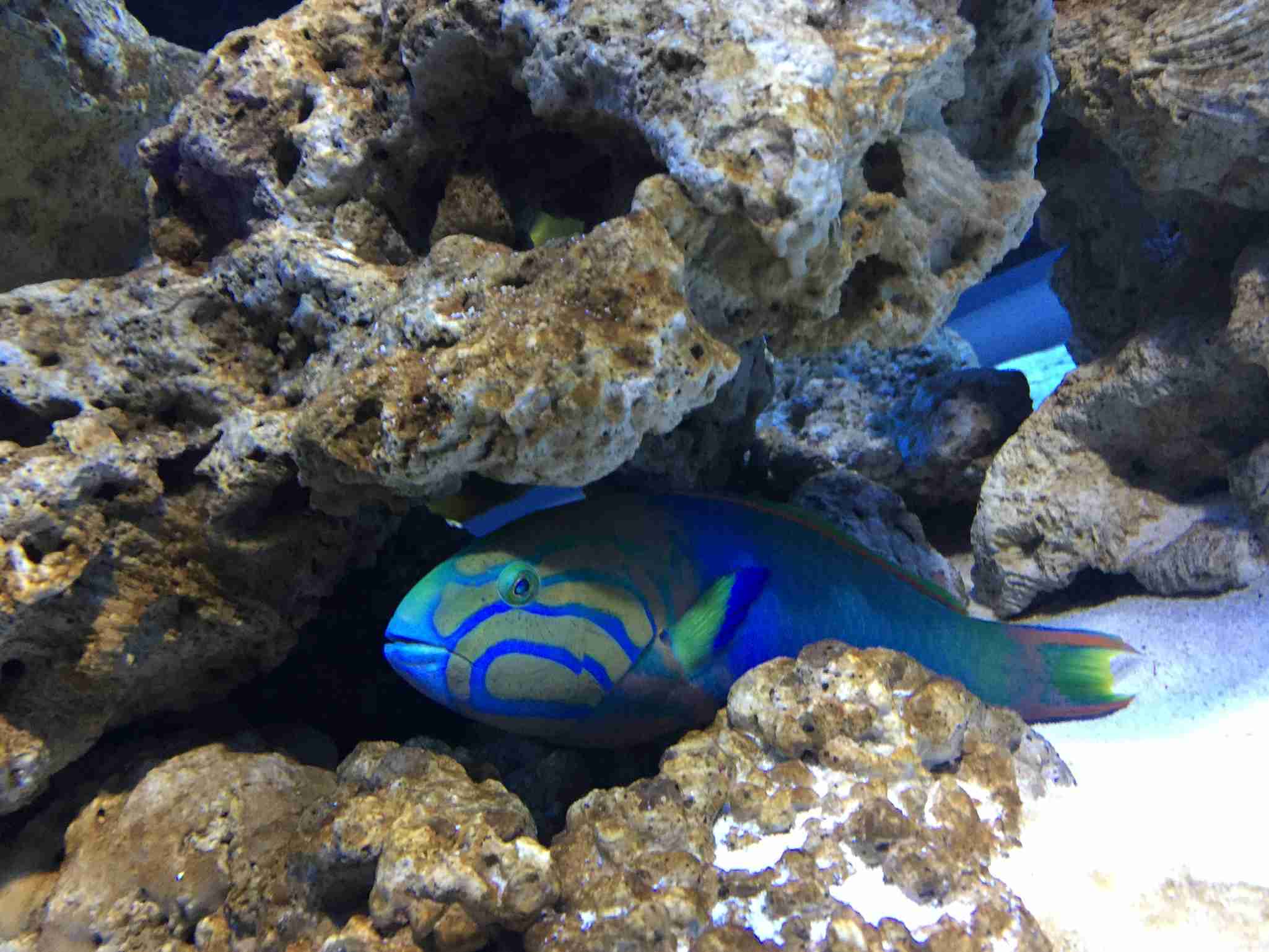 水族館の生き物を貼って癒されるトピ