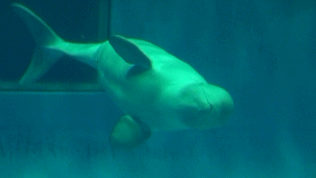 水族館の生き物を貼って癒されるトピ