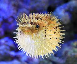 水族館の生き物を貼って癒されるトピ